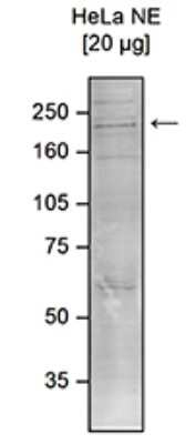 Western Blot: CHD1 Antibody [NBP3-18661]